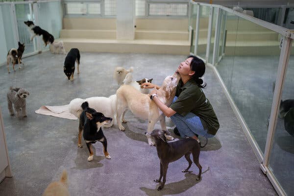 A woman squats in an enclosed indoor area, petting one dog while several others stand around nearby.