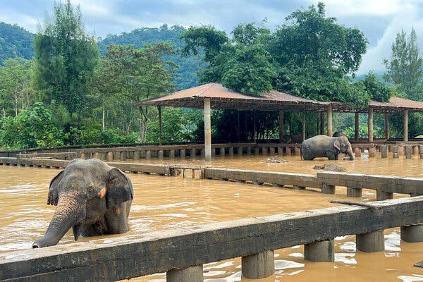 Two elephants in neck-deep water that is the color of mud.