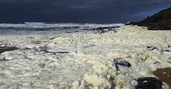 Strange foam and dead fish wash up on two Australian beaches | INFBusiness.com