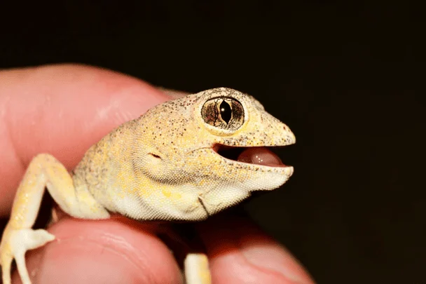 Gekkota / © Scientific American