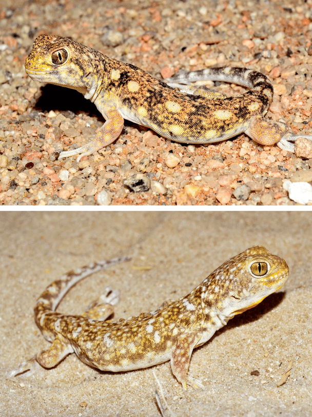 Geckos / © Scientific American