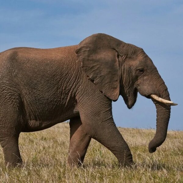 Raging One-Tusked Elephant Claims 22 Lives, Sends Villagers to Rooftops