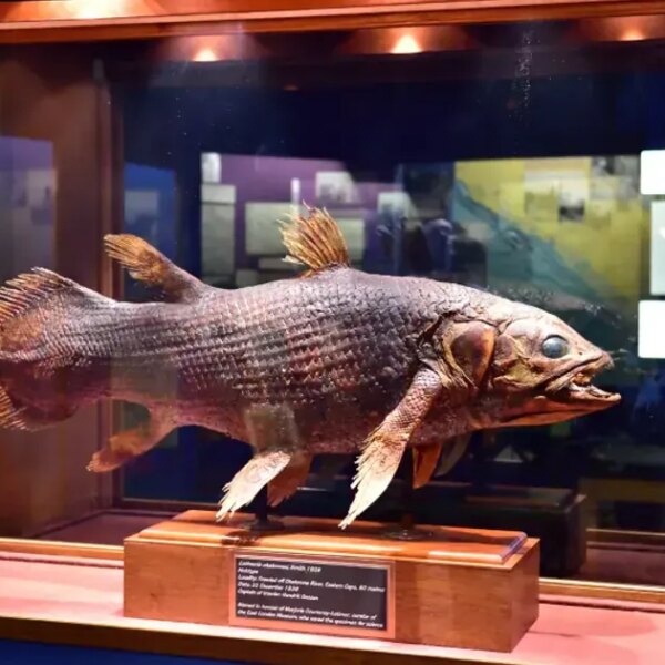 Accidental Discovery: Unearthing a Scientific Paradigm Shift