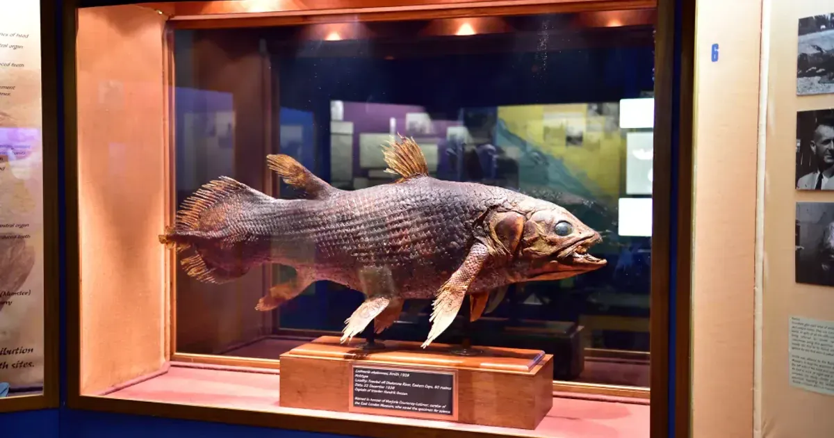 Courtney-Latimer's taxidermy coelacanth on display. Photo: South Africa Tourism from South Africa - East London Museum, East London, Eastern Cape, South Africa/CC BY 2.0 Таксидермічна латимерія Кортні-Латімера на виставці. Фото: Туризм Південної Африки з Південної Африки — Музей Східного Лондона, Східний Лондон, Східний Кейп, Південна Африка/CC BY 2.0