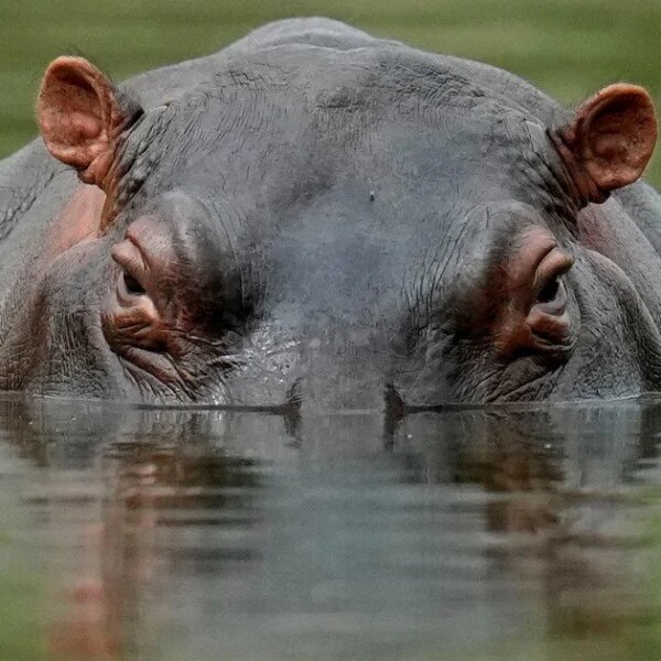 Hippo gulps down man: survivor recounts his ordeal.