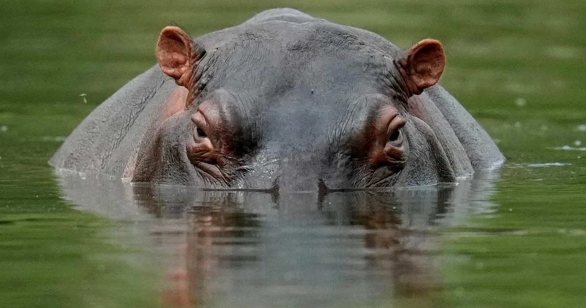 Hippo gulps down man: survivor recounts his ordeal.