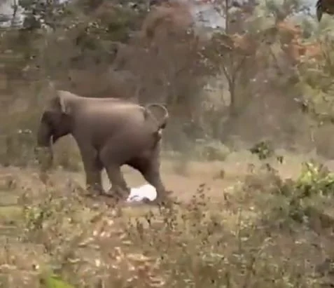 Escapes Elephant Assault, Walks Away Okay