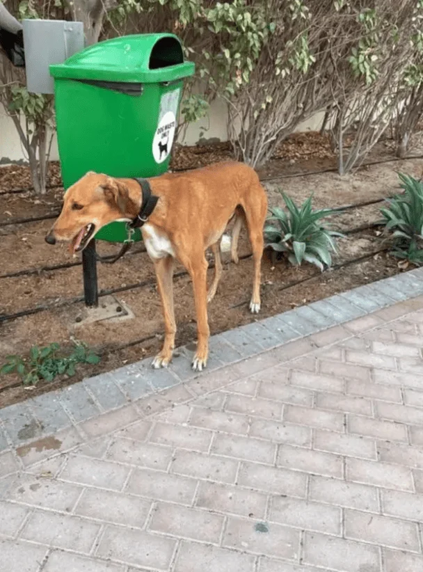 Abandoned dog / © Metro