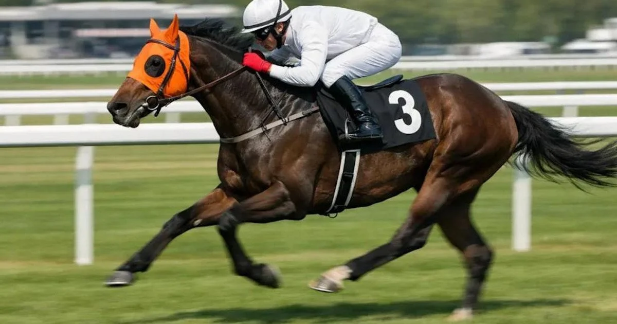 У муніципальній їдальні відвідувачів годували м'ясом скакуна-призера