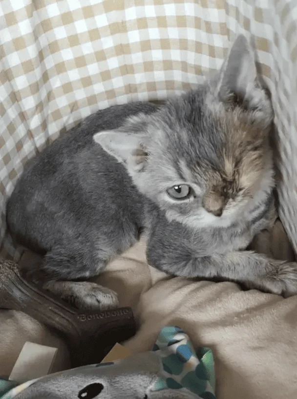 Abandoned kitten / © Metro