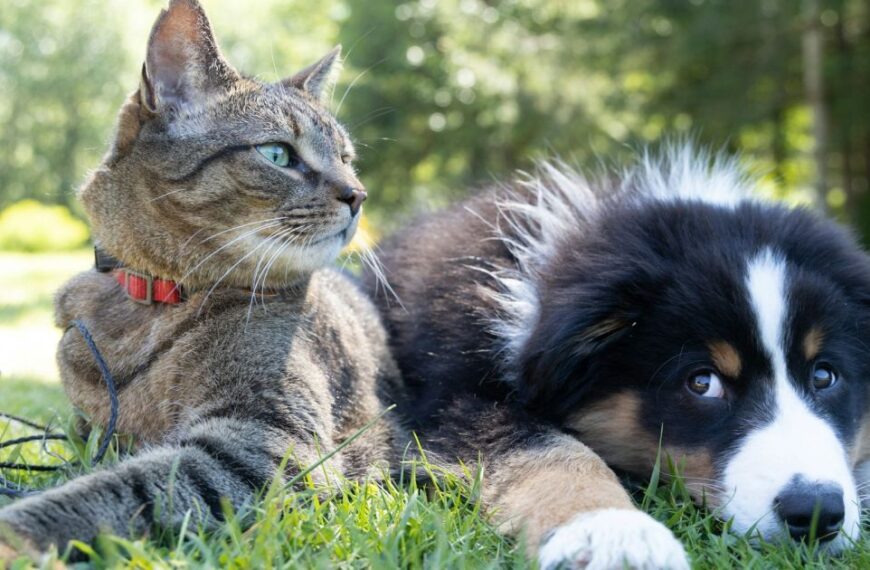 Dubai Pet Euthanasia Surge: The Underlying Cause?