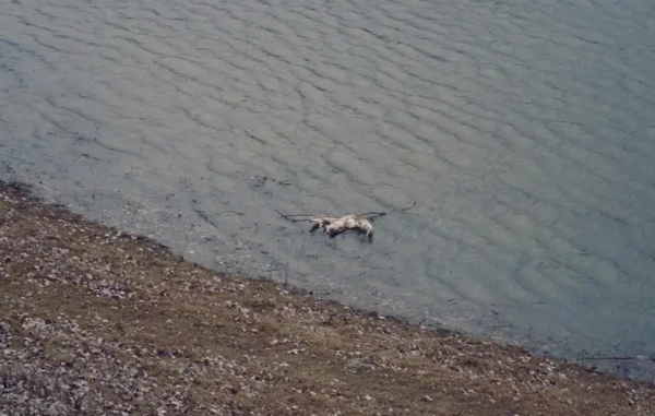 Dniester River: Oil Slick Expands in Moldova, Wildlife Deaths Reported