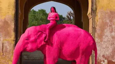 Russian Julia Buruleva on a pink elephant_1 / © Instagram @julia.buruleva