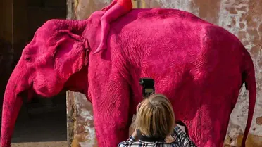Russian Julia Buruleva on a pink elephant_3 / © Instagram @julia.buruleva