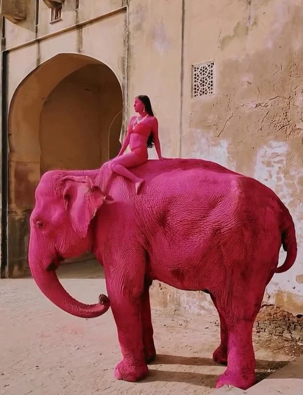 Pink elephant in India, the animal died after a photo shoot / © social networks