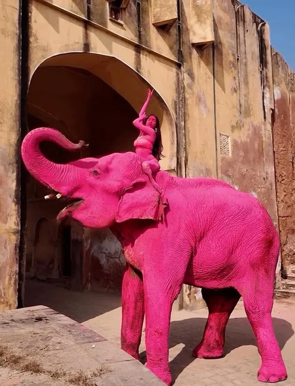 Pink elephant in India, the animal died after a photo shoot / © social networks