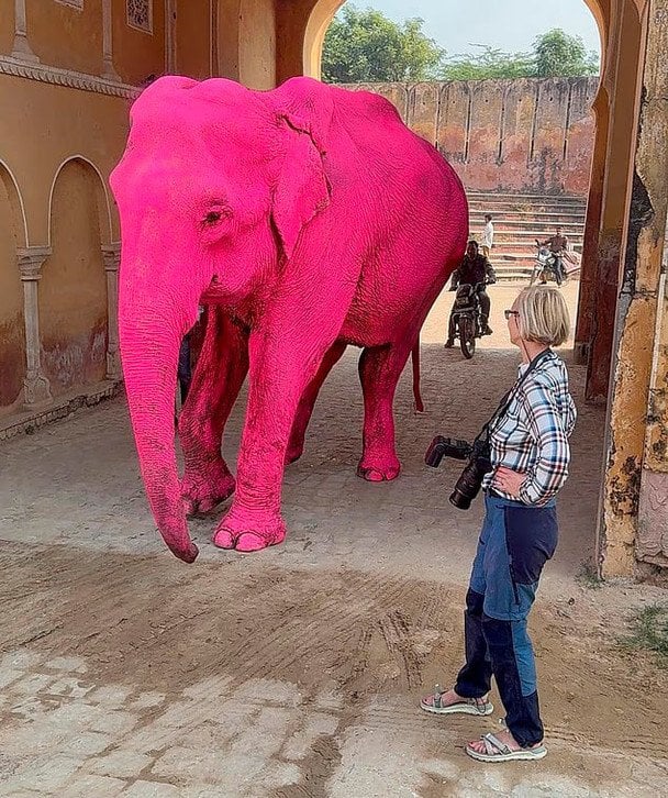 Pink elephant in India, the animal died after a photo shoot / © social networks