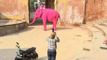 Russian Julia Buruleva on a pink elephant_4 / © Instagram @julia.buruleva