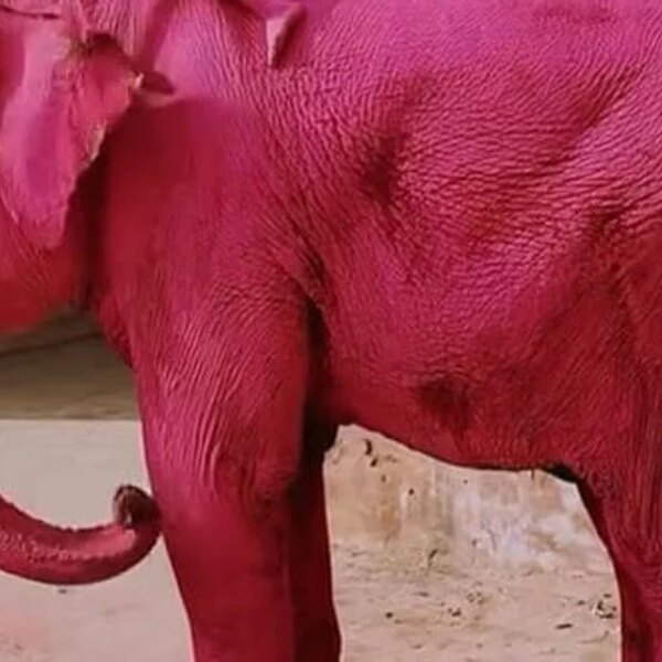 Russian female faces charges in elephant death after photoshoot; pachyderm colored rose (image included)