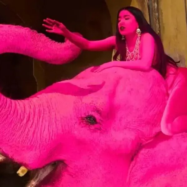 Pink Elephant’s Demise in India: Russian Woman’s Dye Job Detailed, Pics Released