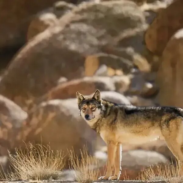 Himalayan Nightmare: Wolf-Dog Crossbreeds Now Menace People