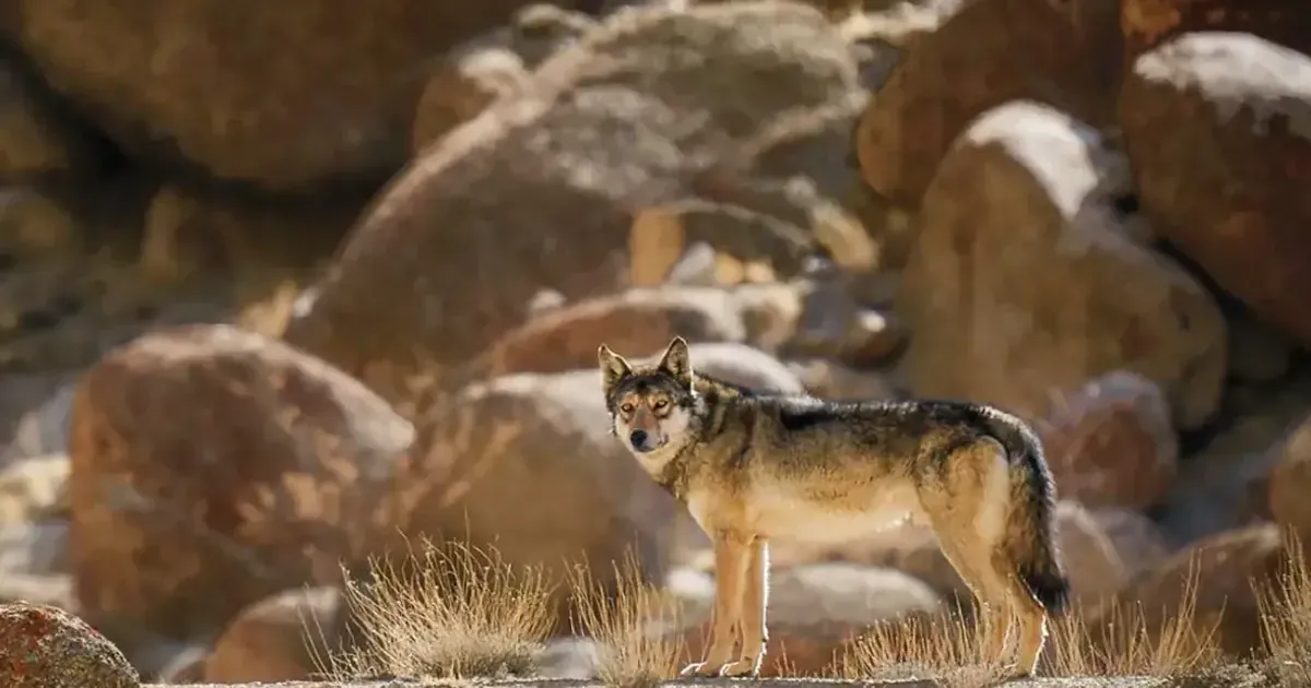 Himalayan Nightmare: Wolf-Dog Crossbreeds Now Menace People
