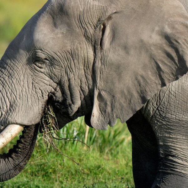 Indian Ritual Turns Deadly: Elephant Rampage Claims Life