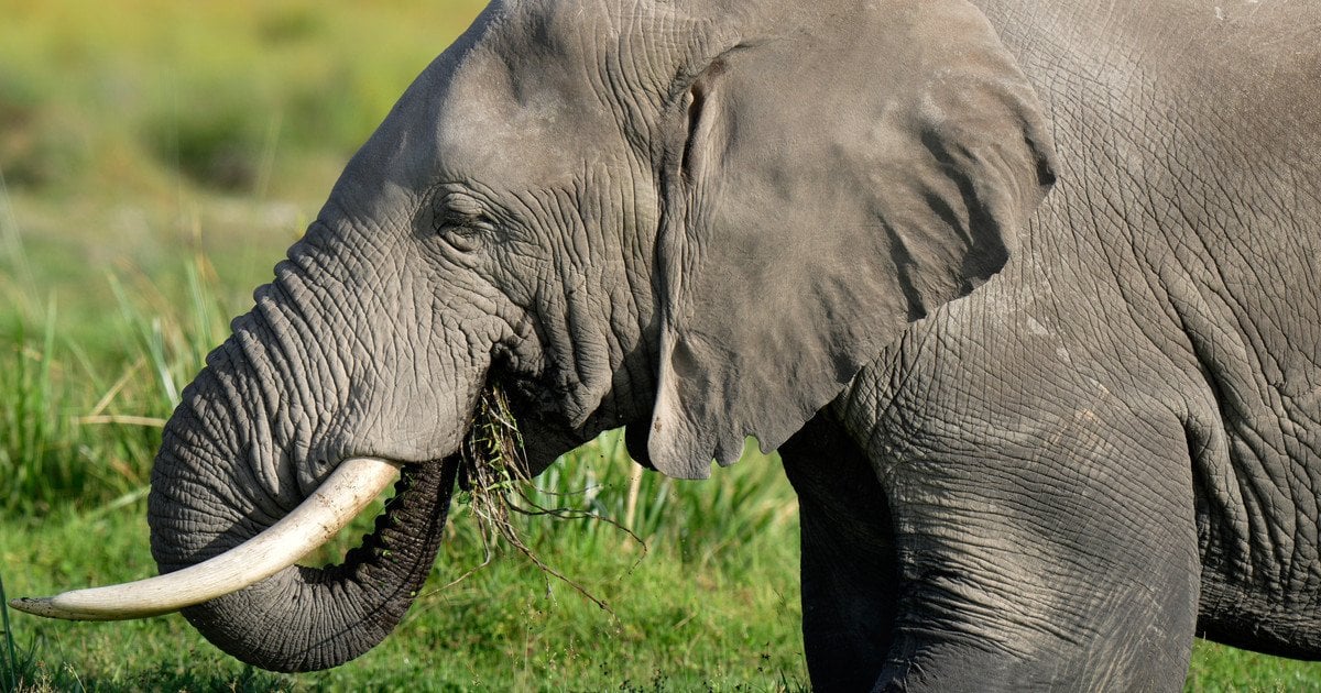 Indian Ritual Turns Deadly: Elephant Rampage Claims Life