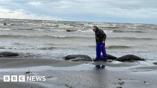 Russia: Bodies of 2,500 seals found along Caspian Sea coast | INFBusiness.com