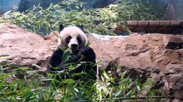 As Pandas Leave D.C., Is Panda Diplomacy Over? | INFBusiness.com