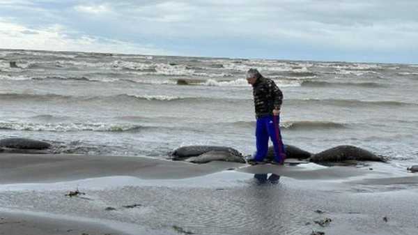 Russia: Bodies of 2,500 seals found along Caspian Sea coast | INFBusiness.com