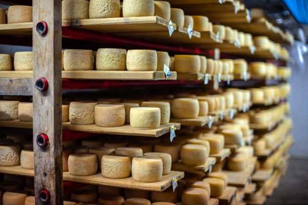 How village cheese is bringing Ukraine closer to Europe | INFBusiness.com